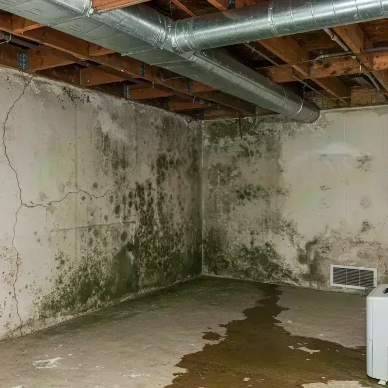 Professional Mold Removal in Blackhawk, CA